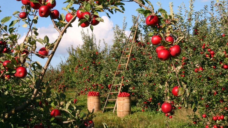 Apple tree in an orchard